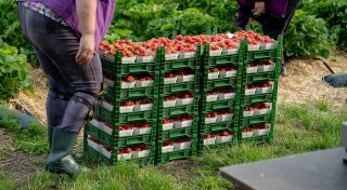 Obstpreise in OWL: Landwirte erwarten steigende Preise für Erdbeeren und Spargel