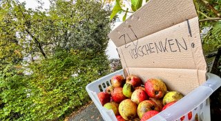 Übersicht: Hier gibt es kostenlose Äpfel in Bielefeld