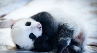Panda-Babys: Zehntausende besuchen den Berliner Zoo
