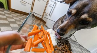 Hund vegan ernähren: Mit diesen Tipps klappt es