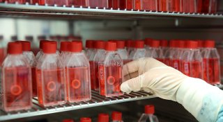 Mehr Gewebespenden im vergangenen Jahr