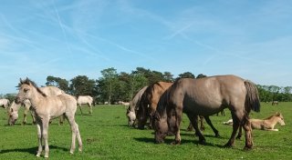 Ein bisschen Freiheit: Zu Besuch bei den Wildpferden von Dülmen