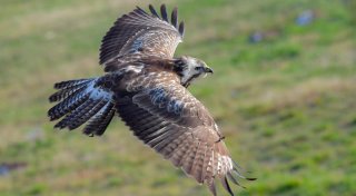 Erster Geflügelpest-Fall im Kreis Herford bestätigt - alle Infos zum Schutz