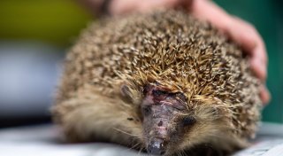 Igel-Tod durch Mähroboter - vor allem nachts droht Gefahr