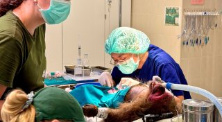 Tiger im OP: Besuch in Thailands erstem Wildtier-Krankenhaus