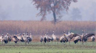 „Wildwest bei der Planung von Windkraftanlagen“ im Kreis Minden-Lübbecke