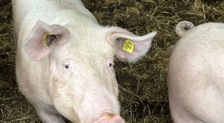 Schutz vor Schweinepest in NRW: Gesunde Wildschweine im Kreis Höxter getötet