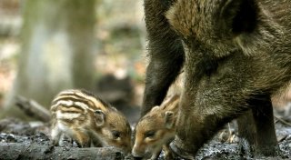 Sorge wegen Schweinepest: Kreis Paderborn hat zentralen Ort für Kadaver-Entsorgung