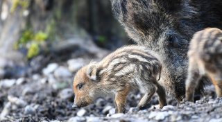 Wildtierbaby gefunden: Wie verhält man sich richtig?