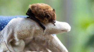 Fledermaus im Haus - was tun?