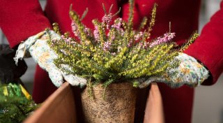 Herbstliche Pflanzenideen für den Balkon