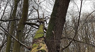 Rettung in Lippe: Hund muss aus acht Metern Höhe von Baum geholt werden