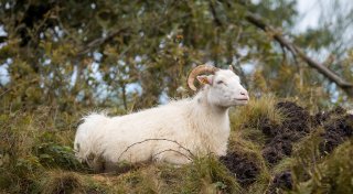 Schafe-Sterben im Kreis Höxter: Die schleichende Katastrophe auf den Weiden