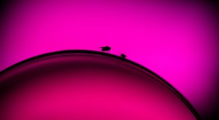 Fiese Fruchtfliegen im Wein: Ist er dann ruiniert?