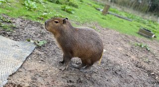 Capybara in England entlaufen - Zoo bittet um Hilfe