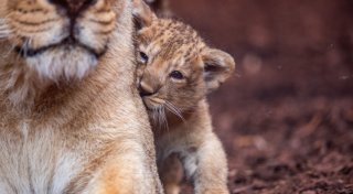 Löwenbaby im Schweriner Zoo heißt Santosh