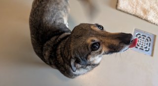 „Animal Hoarding“: Auch im Kreis Minden-Lübbecke nehmen die Fälle zu