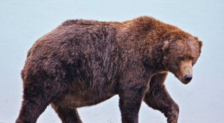 «Fat Bear»-Wahlen: «Jumbo Jet» und «Chunk» im Rennen