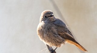 Hausrotschwanz ist «Vogel des Jahres» 2025