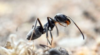 Invasive Drüsenameisen krabbeln durch NRW: Was gegen Superkolonien hilft