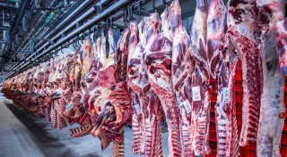 Zahl der Schweineschlachtungen wieder leicht gestiegen