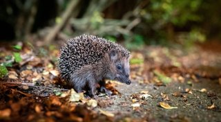 Nabu: Igel brauchen jetzt noch nicht unbedingt Hilfe