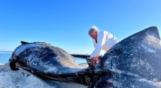 Mit Kettensäge: Sylt-Wal wird weiter zerlegt