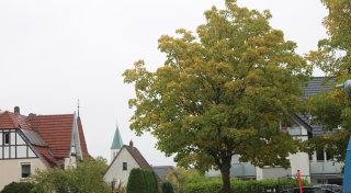 Fällung oder nicht? Bielefelder Anwohner wollen imposanten Baum erhalten