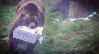Neue Attraktion für Kinder und Bären im Bielefelder Tierpark Olderdissen