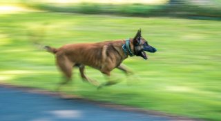 Unfallfahrer im Kreis Gütersloh flüchtet - Polizeihund ist ihm auf den Fersen