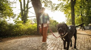 4 Regeln, die jeder Hundehalter kennen sollte