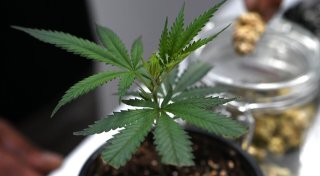 Veranstalter: 65.000 Besucher auf Cannabis-Messe