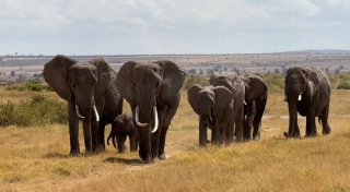 Konferenz beginnt: Fast 200 Staaten ringen um Artenschutz