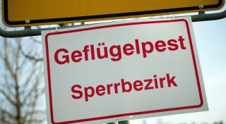 Geflügelpest bleibt akut - Experten sehen keine Entspannung