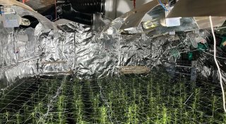 Illegale Cannabisplantage mit rund 1.000 Pflanzen in Bösingfeld entdeckt