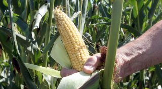 Neue Pflanzen und Gentechnik: So sieht die Landwirtschaft der Zukunft in OWL aus