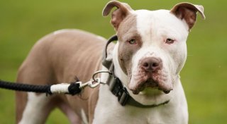 Tier tötete Bruder: Haft für Hundehalter in England