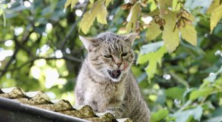Nicht nur die Tiere leben gefährlich: Bielefelderinnen kämpfen gegen das Katzenelend
