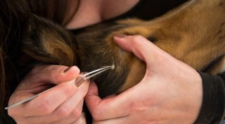Zecke bei Hund und Katze entfernen: Ziehen, nicht drehen