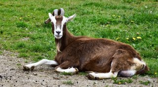 In Brakel auf der Flucht: Störrische Ziege lässt sich nicht einfangen