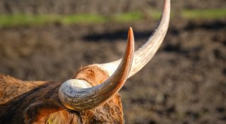 Außergewöhnlicher Anblick: Neue Attraktion für Spaziergänger im Bielefelder Wald