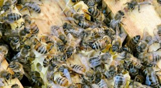 Nicht nur an Honig denken: Kritik am privaten Bienen-Boom
