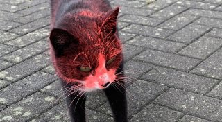 Tierquälerei im Kreis Herford: Kater „Simba“ frontal mit Lack besprüht