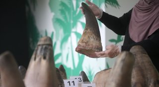 Singapur stoppt bisher größten Schmuggel mit Nashorn-Horn