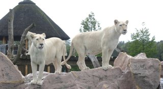 Sensation im Kreis Gütersloh - Erinnerung an besonderen Nachwuchs im Safariland