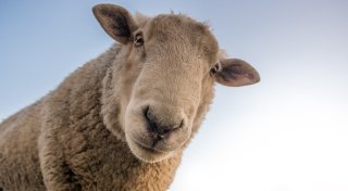Ein Herz für Tiere, Nachruf auf ein Urgestein und eine schräge Foto-Fahndung