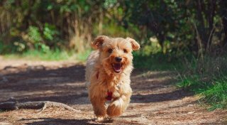 So viel müssen Hundebesitzer in OWL für ihre Vierbeiner zahlen
