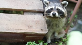 Waschbären in Bielefeld: Stadt will betroffenen Anwohnern nun doch helfen
