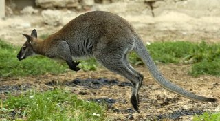 Mann soll Kängurus in Solinger Tierpark geköpft haben