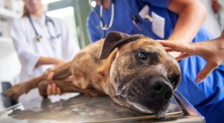 Was tun, wenn der Hund Weintrauben gefressen hat?